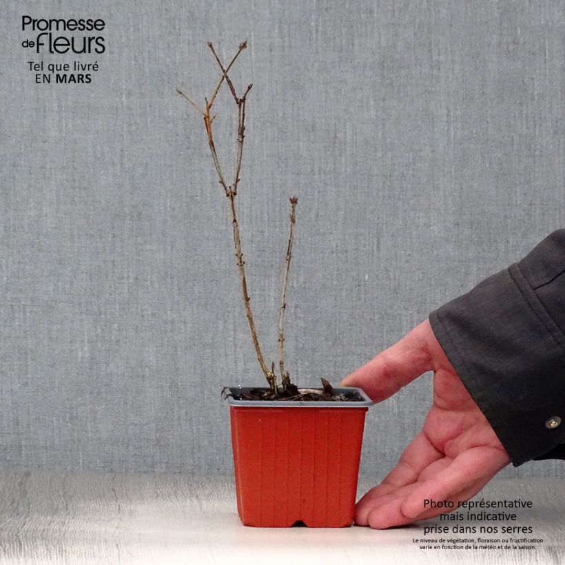 Euonymus alatus - Evonimo alato Vasetto da 8/9 cm esemplare consegnato in primavera