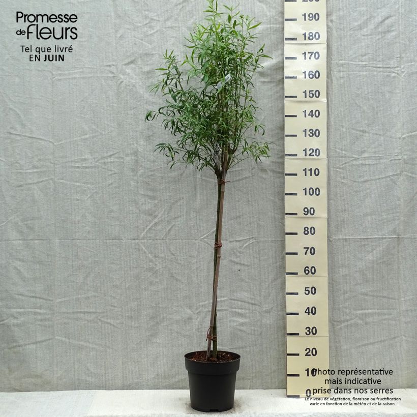 Euonymus clivicolus var. rongchuensis Vaso da 7,5L/10LAltezza consegnata circa 100/110cm esemplare consegnato in primavera