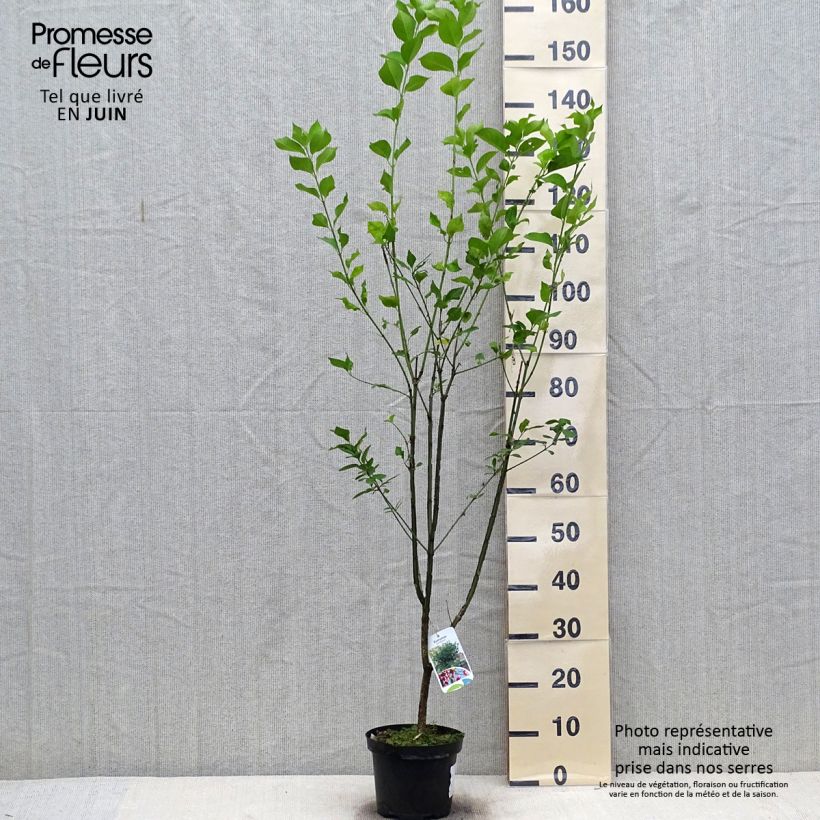 Esemplare di Euonymus europaeus - Fusaria comune Vaso da 2L/3L consegnato in estate