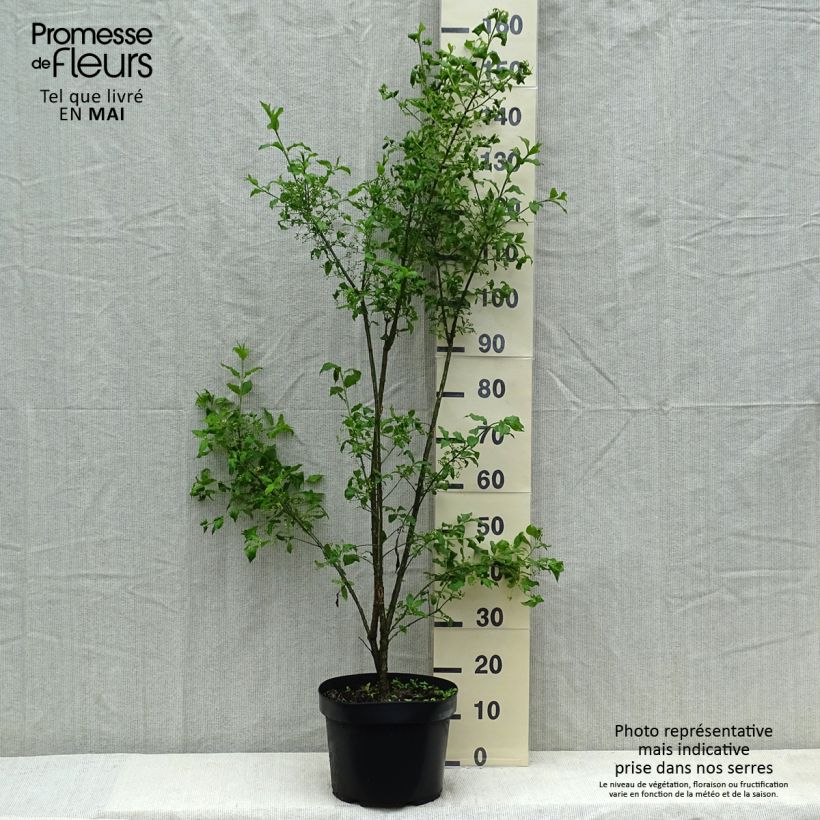 Esemplare di Euonymus europaeus - Fusaria comune Vaso da 7,5L/10L consegnato in estate