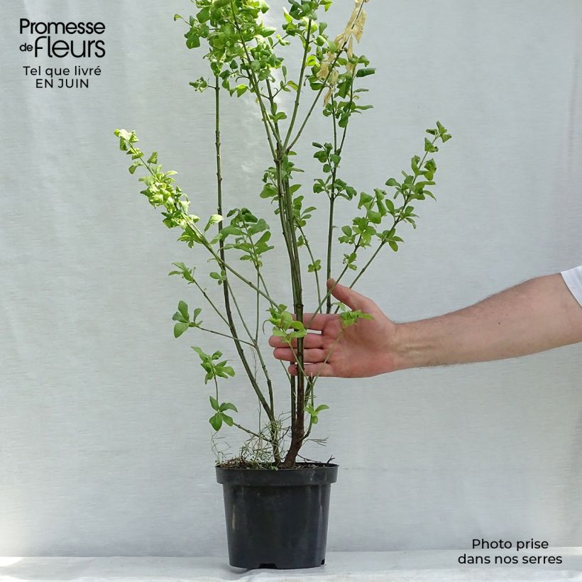 Esemplare di Euonymus europaeus Red Cascade - Fusaria comune Vaso da 2L/3L consegnato in estate