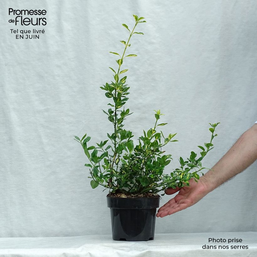 Esemplare di Euonymus fortunei Blondy Vaso da 2L/3L consegnato in estate