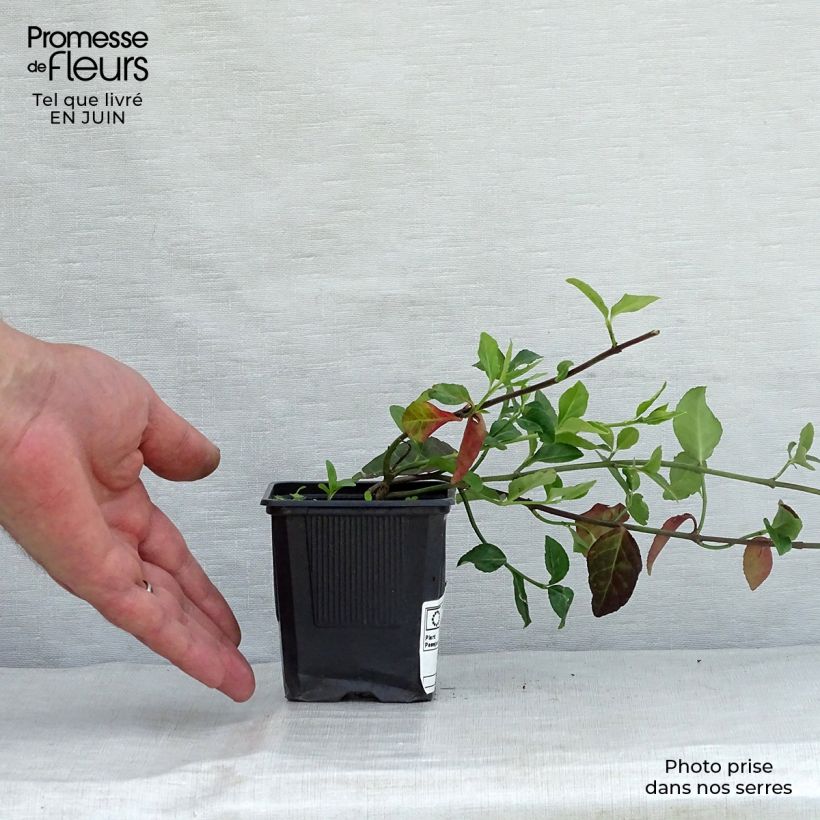 Esemplare di Euonymus fortunei Coloratus Vasetto da 8/9 cm consegnato in estate