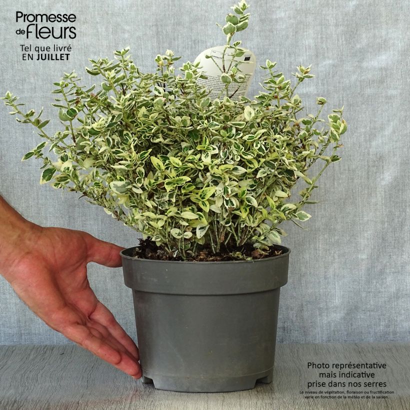 Esemplare di Euonymus fortunei Dan's Delight Vaso da 2L/3L consegnato in estate