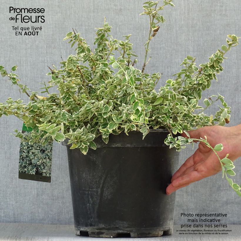 Esemplare di Euonymus fortunei Emerald Gaiety Vaso da 7,5L/10L consegnato in estate