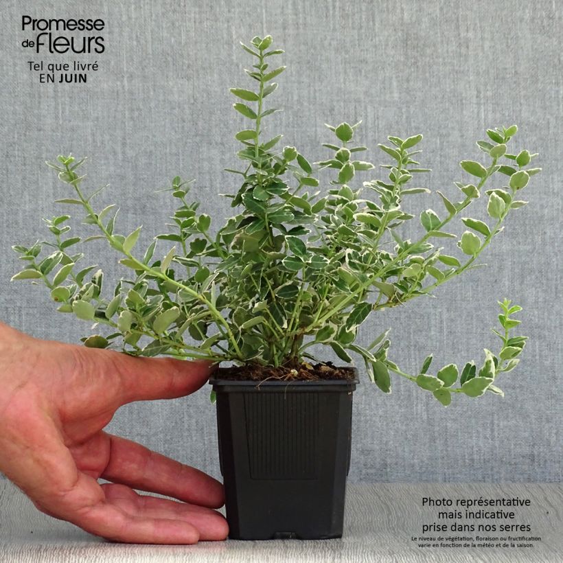 Esemplare di Euonymus fortunei Emerald Gaiety Vasetto da 8/9 cm consegnato in estate