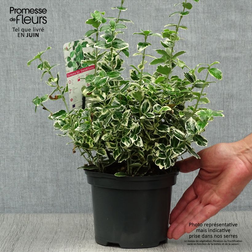 Esemplare di Euonymus fortunei Emerald Gaiety Vaso da 2L/3L consegnato in estate