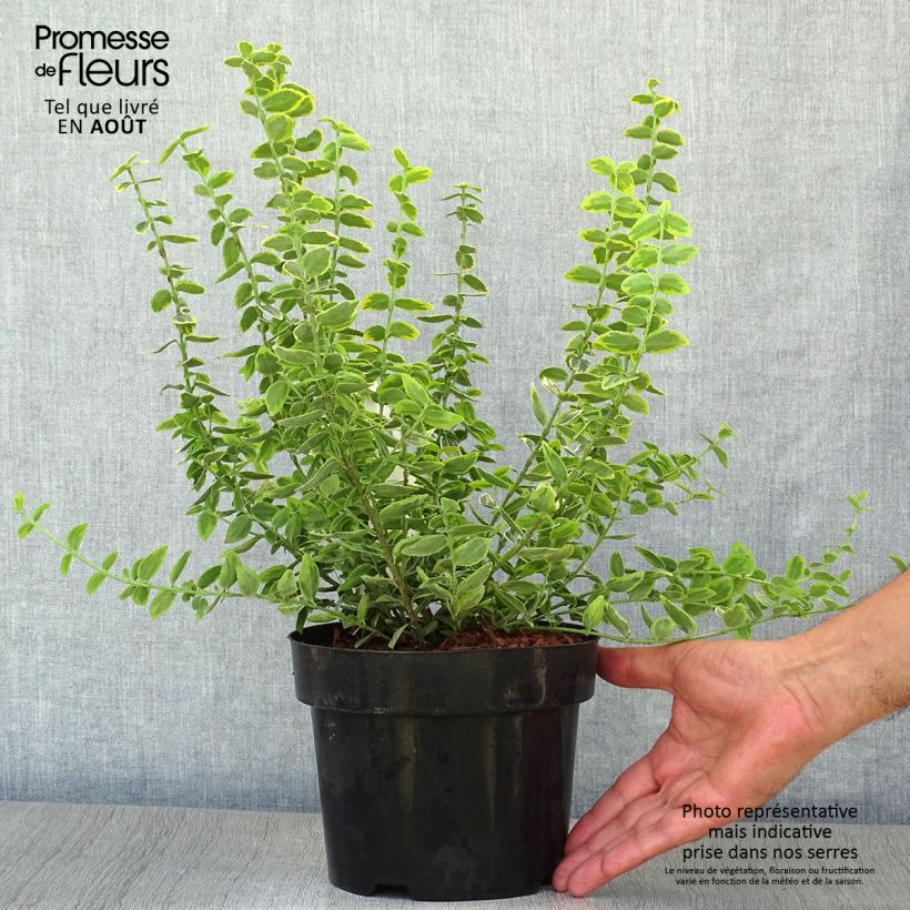 Esemplare di Euonymus fortunei Emerald 'n gold Vaso da 2L/3L consegnato in estate