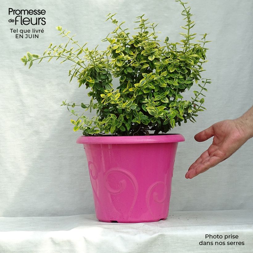 Esemplare di Euonymus fortunei Emerald 'n gold Vaso da 4L/5L consegnato in estate