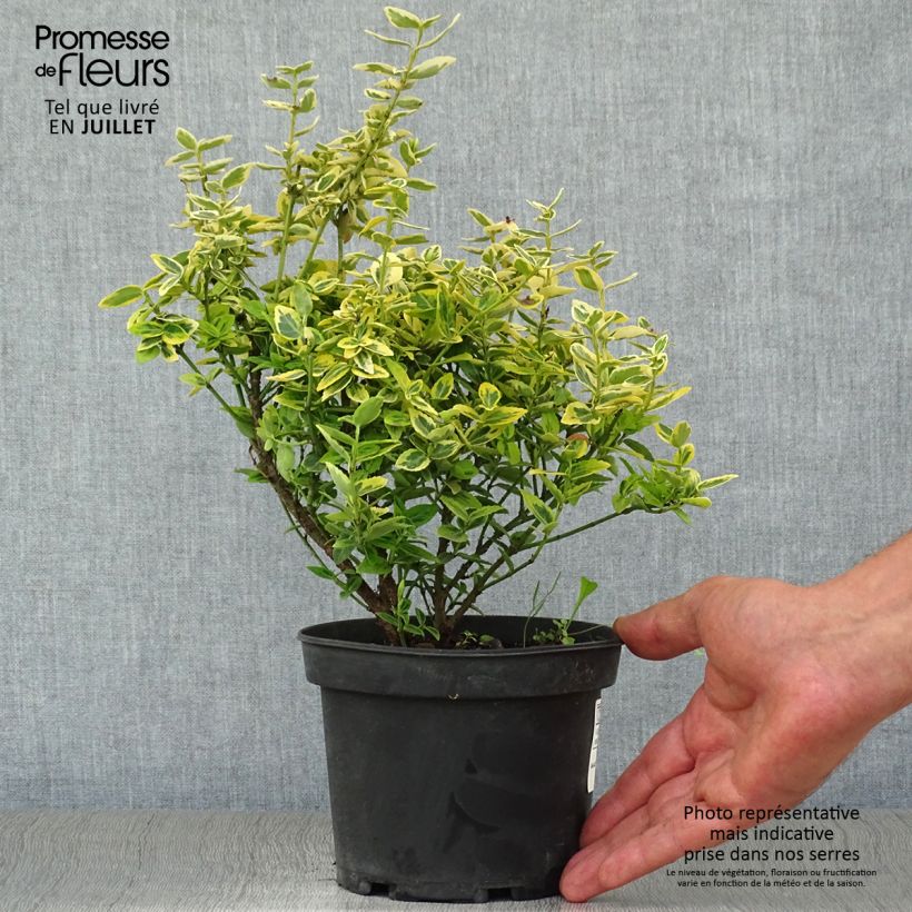 Esemplare di Euonymus fortunei Emerald 'n gold Vaso da 1L/1,5L consegnato in estate