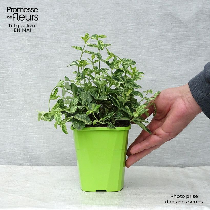 Euonymus fortunei Golden Harlequin Vaso da 1L/1,5L esemplare consegnato in primavera
