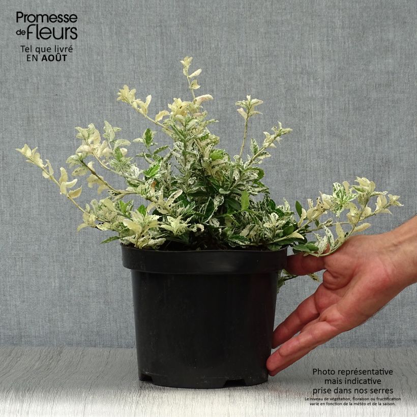 Esemplare di Euonymus fortunei Harlequin Vaso da 2L/3L consegnato in estate