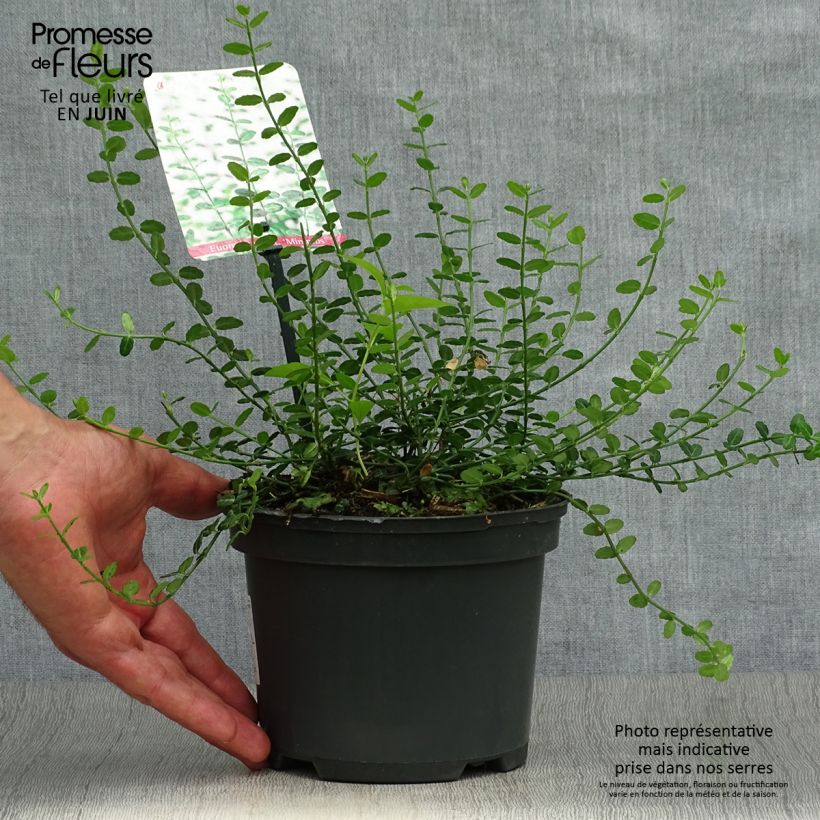 Esemplare di Euonymus fortunei Minimus Vaso da 2L/3L consegnato in estate