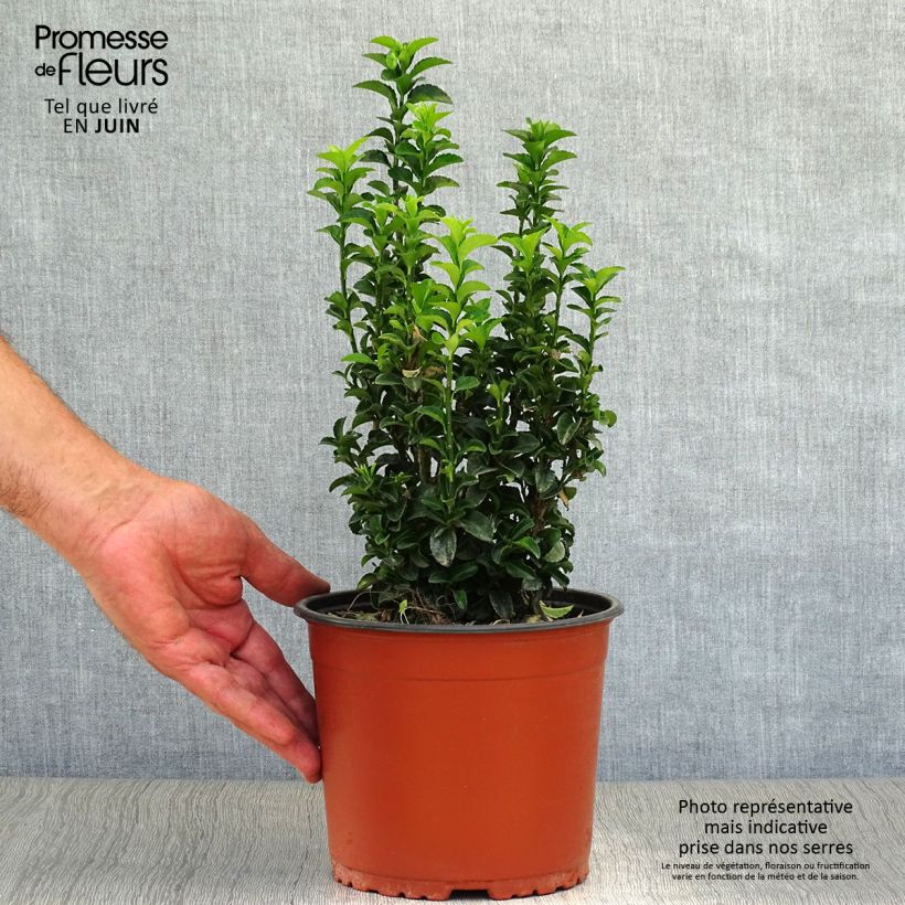 Esemplare di Fusaria giapponese Benkomasaki Vaso da 2L/3L consegnato in estate