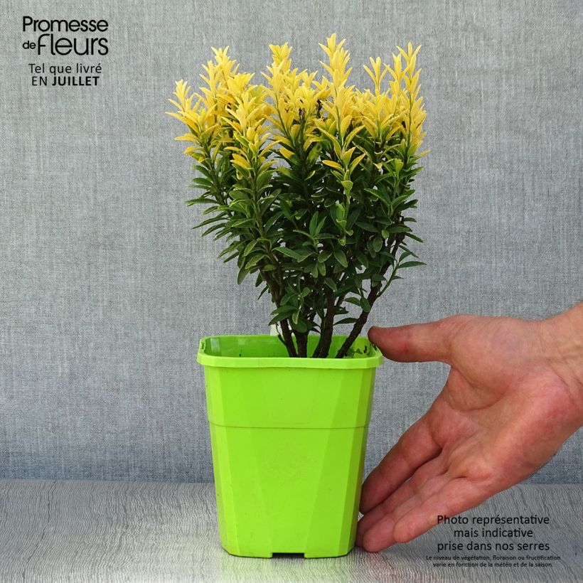 Esemplare di Fusaria giapponese Happiness Vaso da 1L/1,5L consegnato in estate
