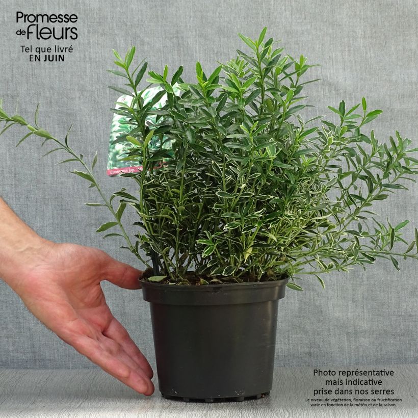 Esemplare di Fusaria giapponese Microphyllus Albovariegatus Vaso da 2L/3L consegnato in estate
