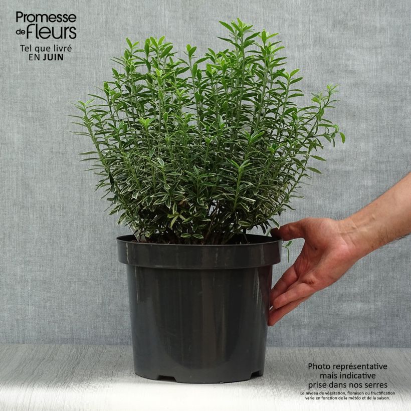 Esemplare di Fusaria giapponese Microphyllus Albovariegatus Vaso da 7,5L/10L consegnato in estate