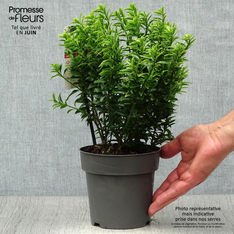 Esemplare di Fusaria giapponese Microphyllus Aureovariegatus Vaso da 2L/3L consegnato in estate