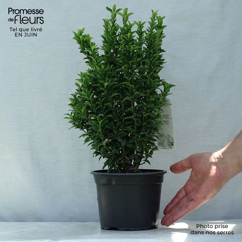 Esemplare di Fusaria giapponese Microphyllus Vaso da 2L/3LAltezza consegnata circa 20/30cm consegnato in estate