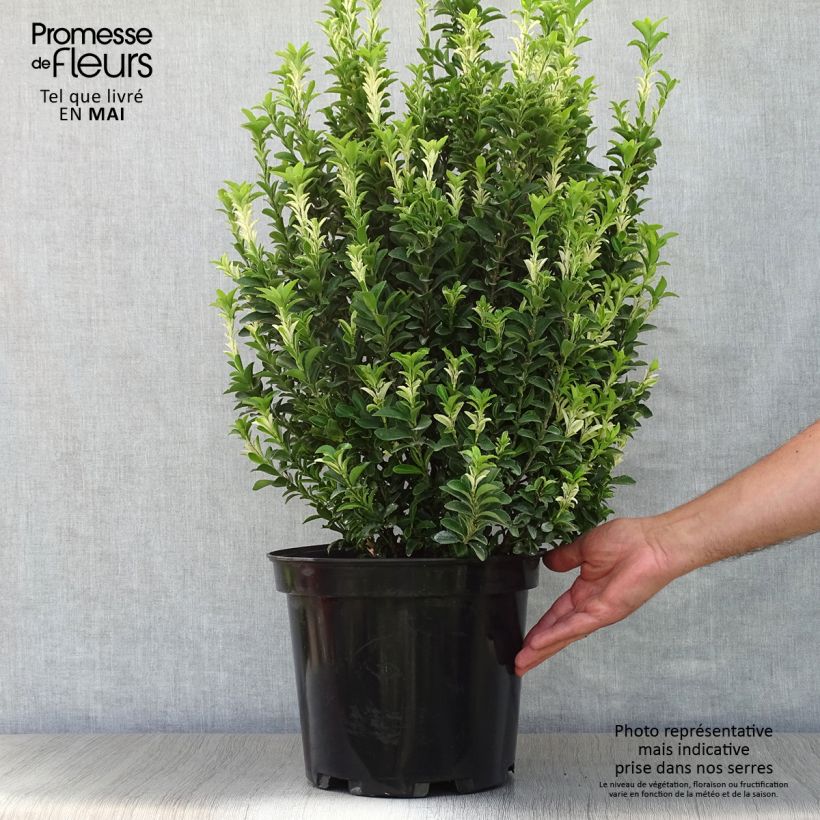 Fusaria giapponese Paloma Blanca Vaso da 7,5L/10L esemplare consegnato in primavera