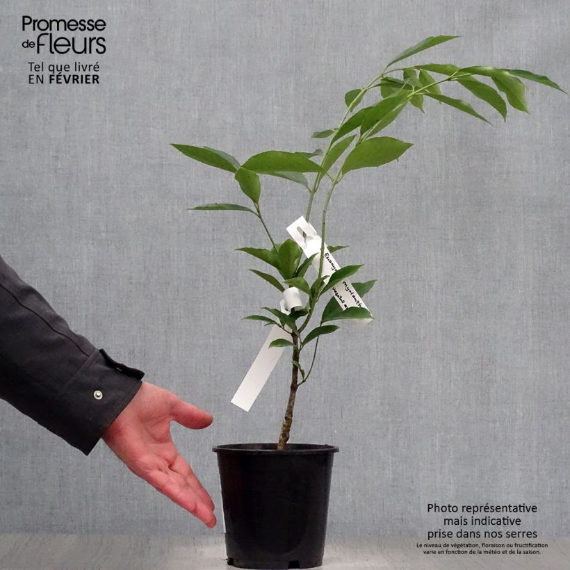 Euonymus myrianthus Vaso da 2L/3L esemplare consegnato in inverno