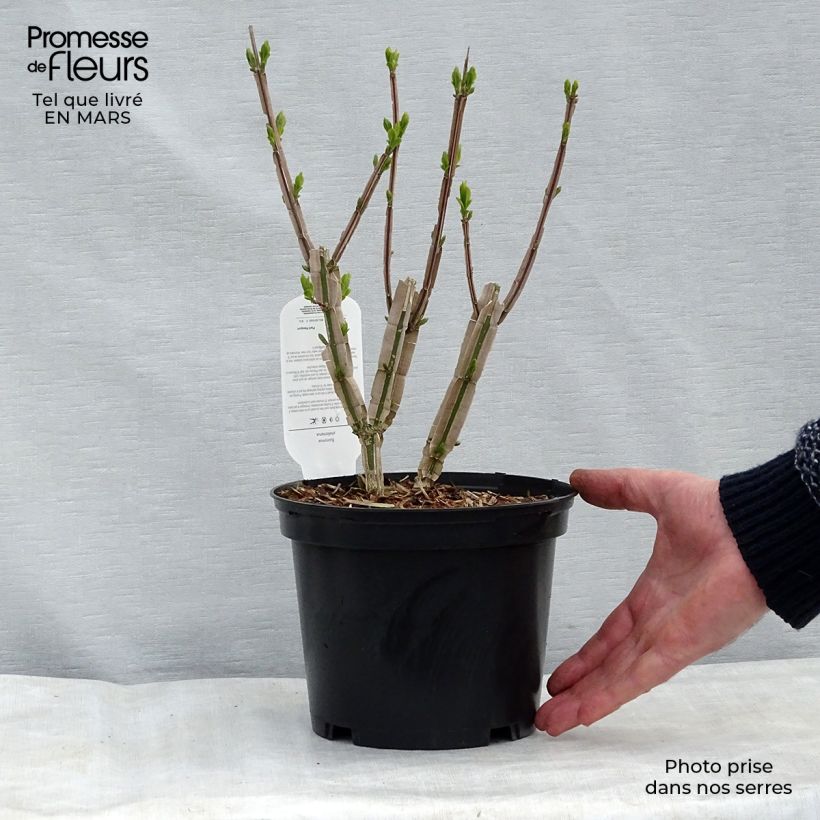 Euonymus phellomanus Vaso da 2L/3L esemplare consegnato in primavera