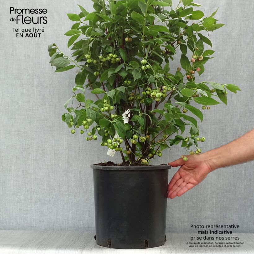 Esemplare di Euonymus planipes Vaso da 12L/15L consegnato in estate