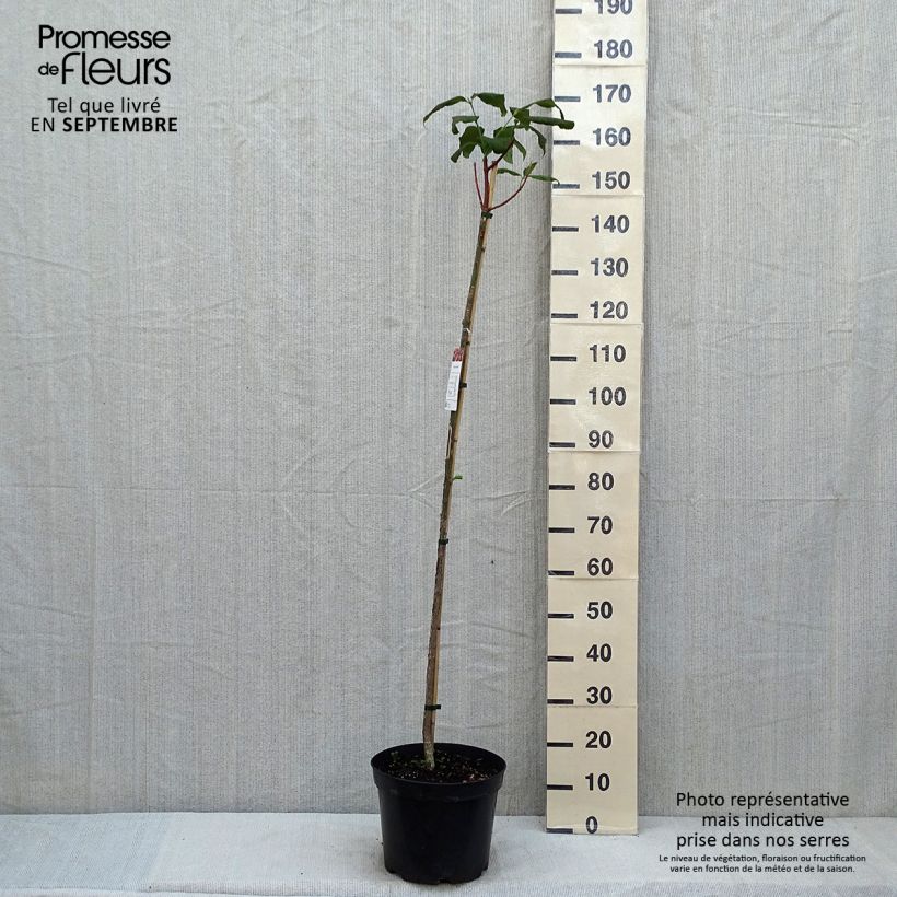 Esemplare di Euonymus planipes Vaso da 7,5L/10L consegnato in estate
