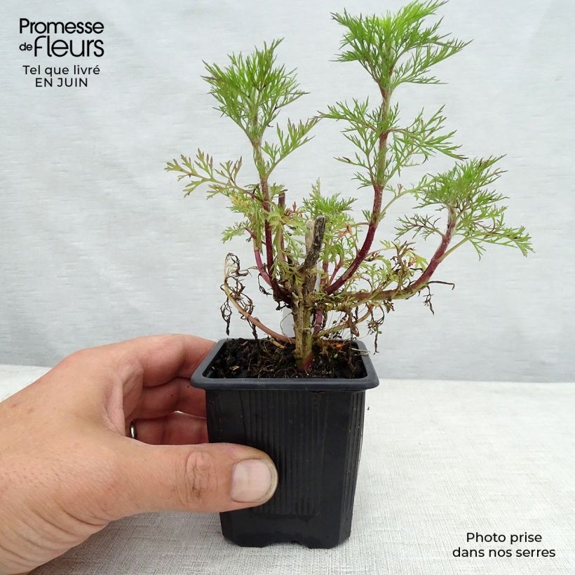 Esemplare di Eupatorium capillifolium Elegant Plume Vasetto da 8/9 cm consegnato in estate