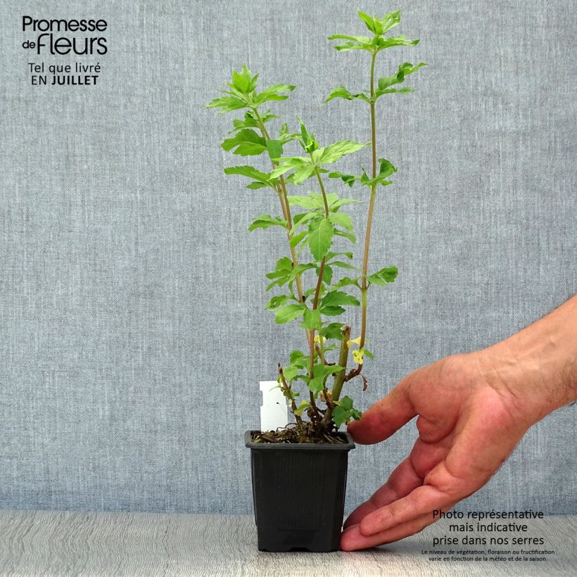 Esemplare di Eupatorium canabinum Plenum Vasetto da 8/9 cm consegnato in estate