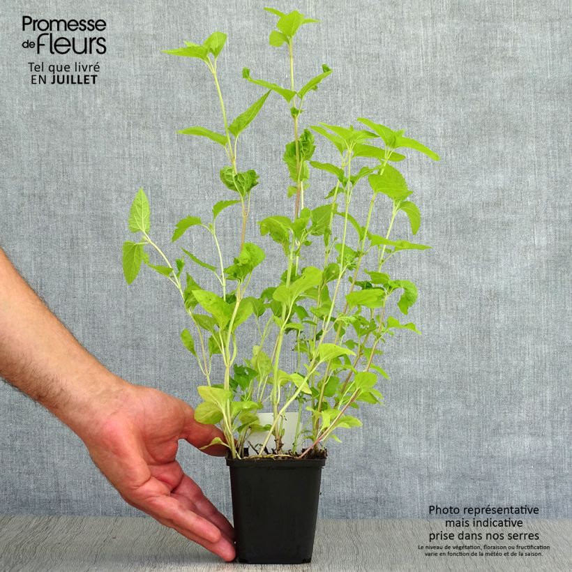 Esemplare di Eupatorium coelestinum Vasetto da 8/9 cm consegnato in estate
