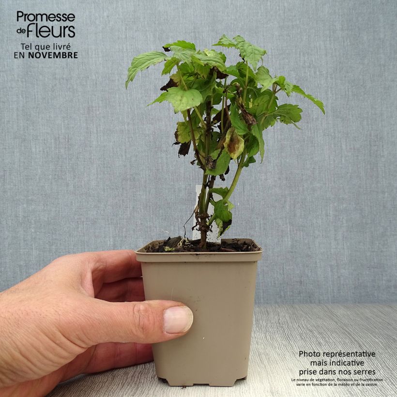 Esemplare di Eupatorium rugosum Lucky Melody Vasetto da 8/9 cm come consegnato in autunno