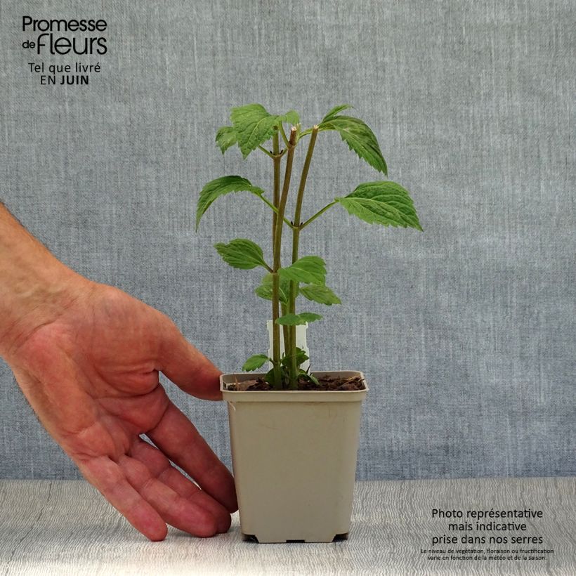 Esemplare di Eupatorium rugosum Lucky Melody Vasetto da 8/9 cm consegnato in estate