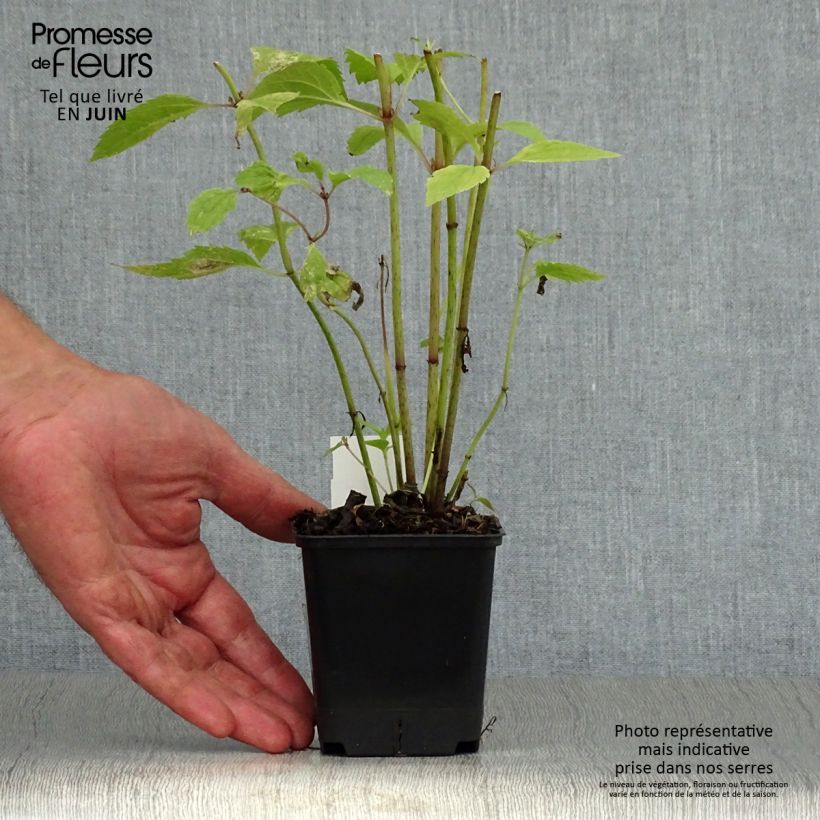 Esemplare di Eupatorium maculatum Atropurpureum Vasetto da 8/9 cm consegnato in estate