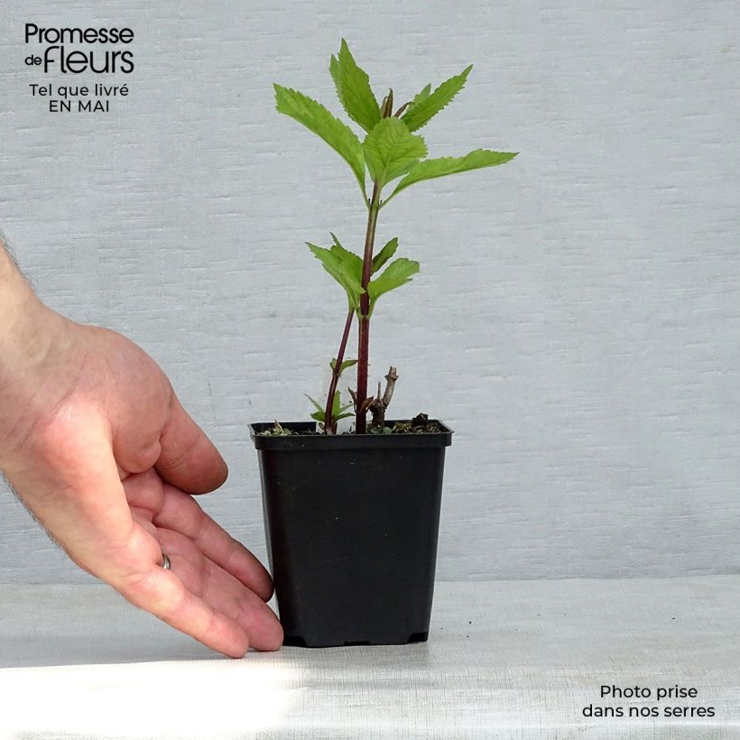 Eupatorium maculatum Phantom - Eupatoire Godet de 9cm esemplare consegnato in primavera