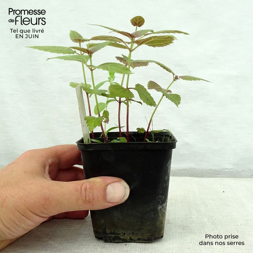 Esemplare di Eupatorium rugosum Braunlaub Vasetto da 8/9 cm consegnato in estate