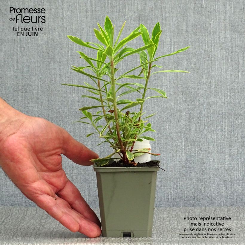 Esemplare di Euphorbia martinii Ascot Rainbow Vasetto da 8/9 cm consegnato in estate