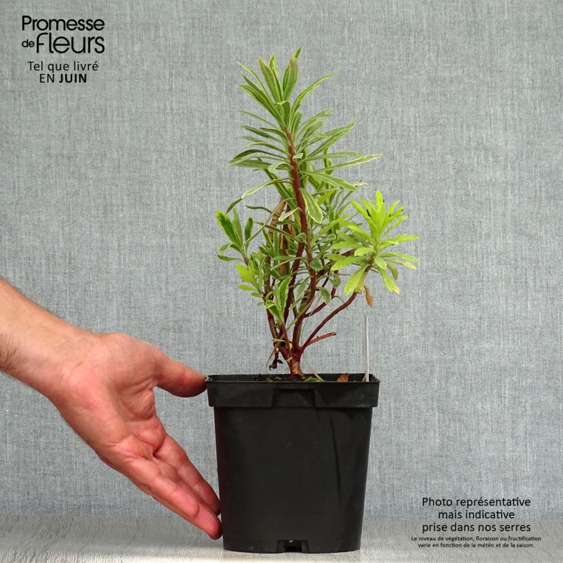 Esemplare di Euphorbia martinii Ascot Rainbow Vaso da 1,5L/2L consegnato in estate
