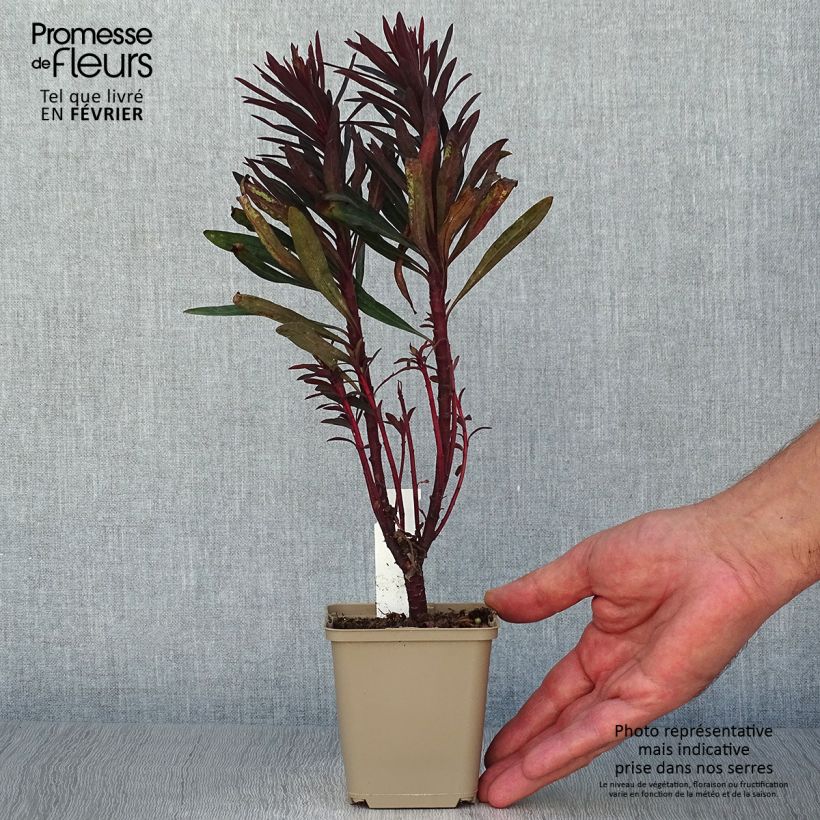 Esemplare di Euphorbia characias Black Bird Vasetto da 8/9 cm come consegnato in autunno