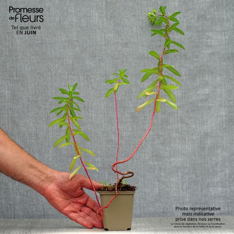 Esemplare di Euphorbia cornigera Vasetto da 8/9 cm consegnato in estate