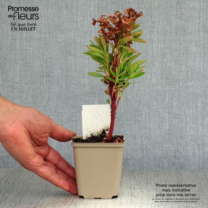 Esemplare di Euphorbia Redwing Vasetto da 8/9 cm consegnato in estate