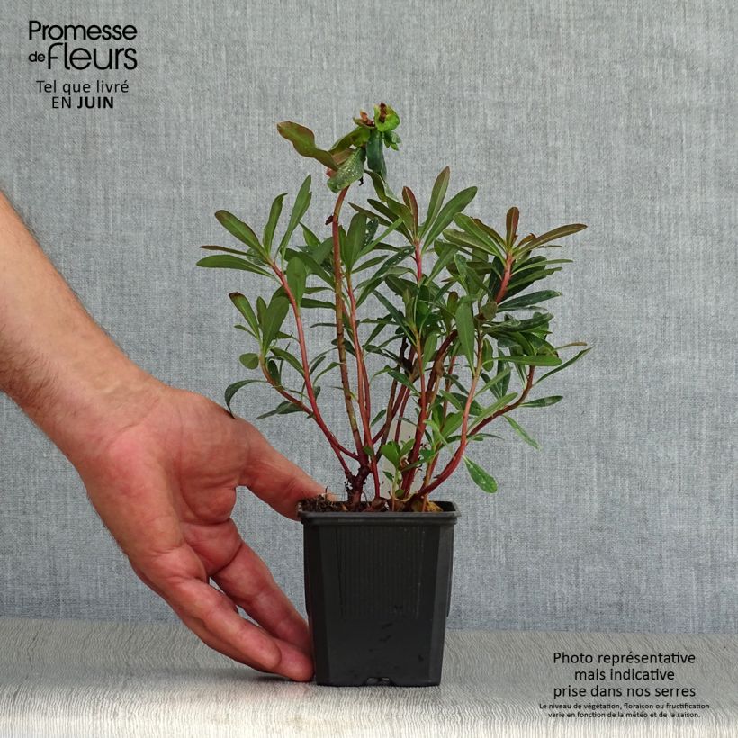 Esemplare di Euphorbia amygdaloides Purpurea Vasetto da 8/9 cm consegnato in estate