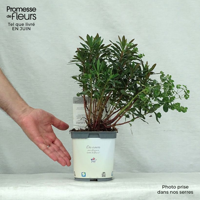 Esemplare di Euphorbia amygdaloides Purpurea Vaso da 2L/3L consegnato in estate
