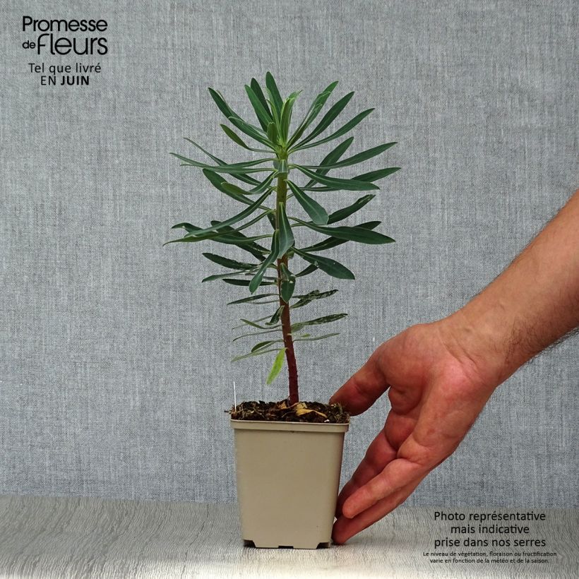 Esemplare di Euphorbia characias Black Pearl Vasetto da 8/9 cm consegnato in estate