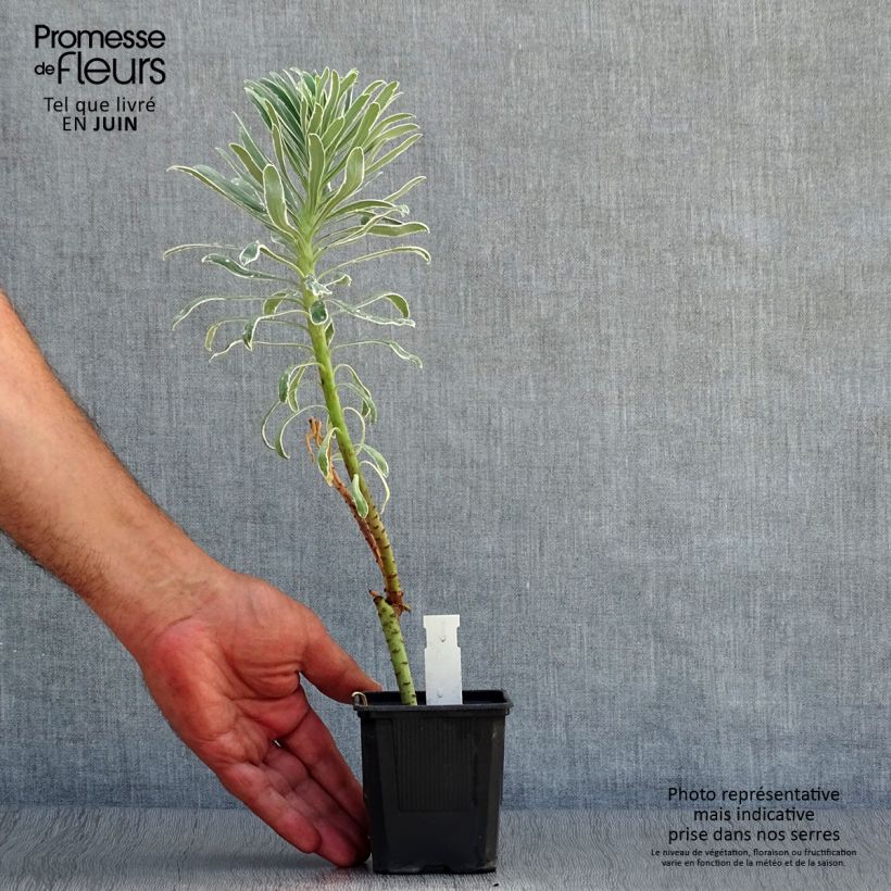 Esemplare di Euphorbia characias Glacier Blue Vasetto da 8/9 cm consegnato in estate