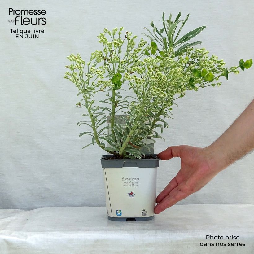 Esemplare di Euphorbia characias Glacier Blue Vaso da 1,5L/2L consegnato in estate