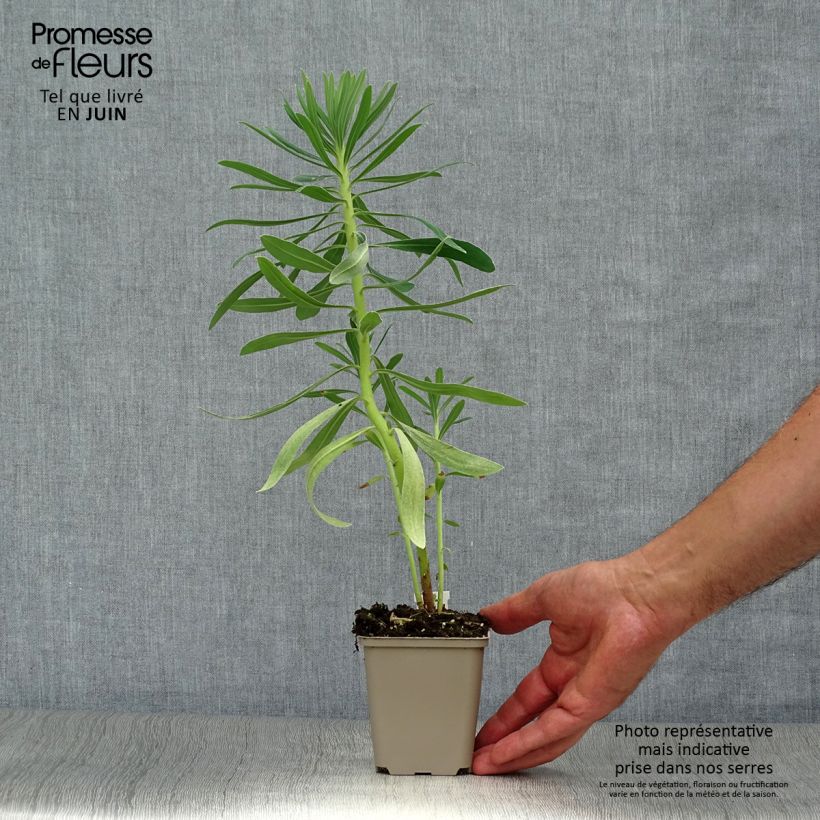 Esemplare di Euphorbia characias Humpty Dumpty Vasetto da 8/9 cm consegnato in estate