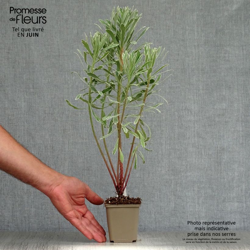 Esemplare di Euphorbia characias Wilcott Vasetto da 8/9 cm consegnato in estate