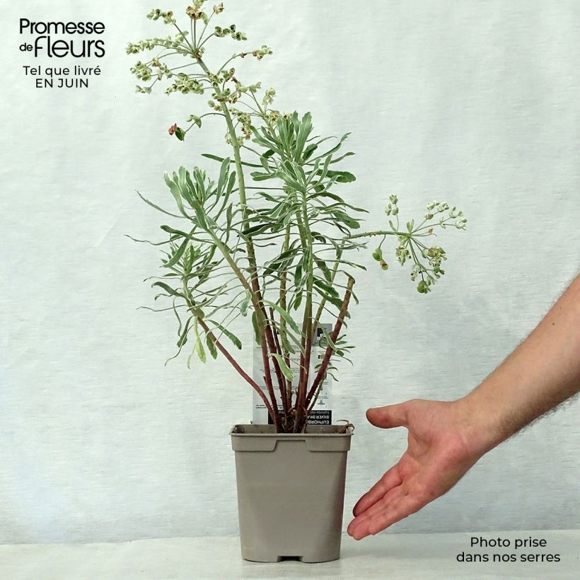 Esemplare di Euphorbia characias Wilcott Vaso da 2L/3L consegnato in estate