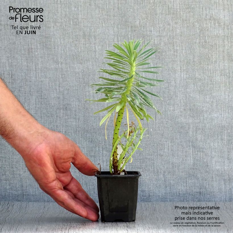 Esemplare di Euphorbia characias ssp. wulfenii Vasetto da 8/9 cm consegnato in estate